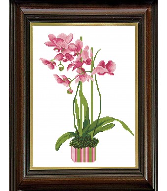Розова орхидея 1:1